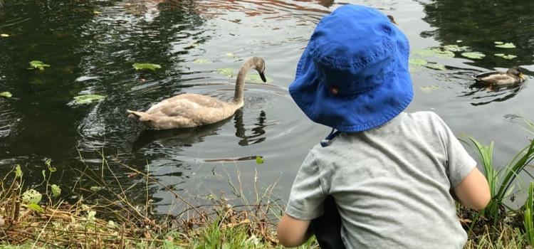 a child leans over to feed a duck in a pond